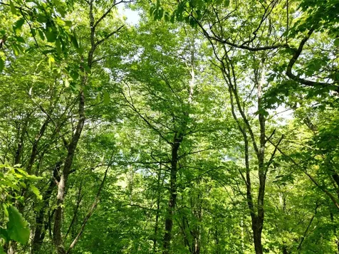 Lot 2 Glenshore Drive Cullowhee NC 28723