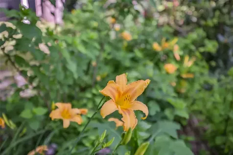 56 Faraway Drive Cullowhee NC 28723