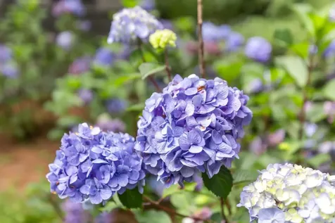 80 Ravenel Point Highlands NC 28741