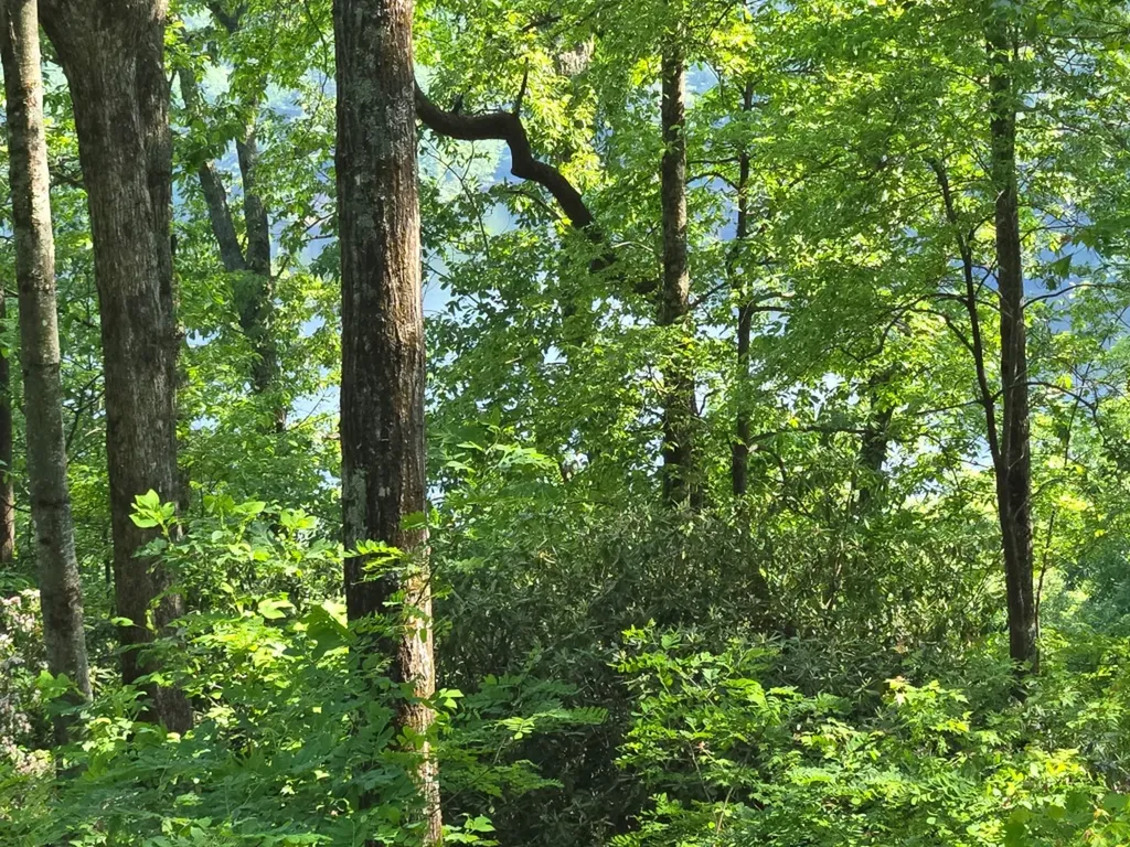 Lot 22 Panther Ridge Road Lake Toxaway NC 28747