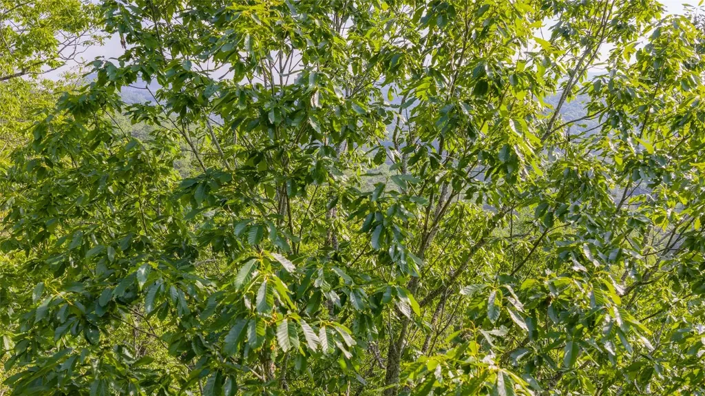 Lt Forest Ridge Cashiers NC 28717