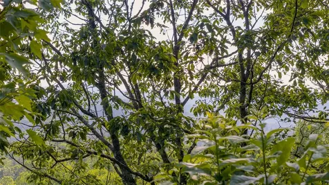 Lt Forest Ridge Cashiers NC 28717