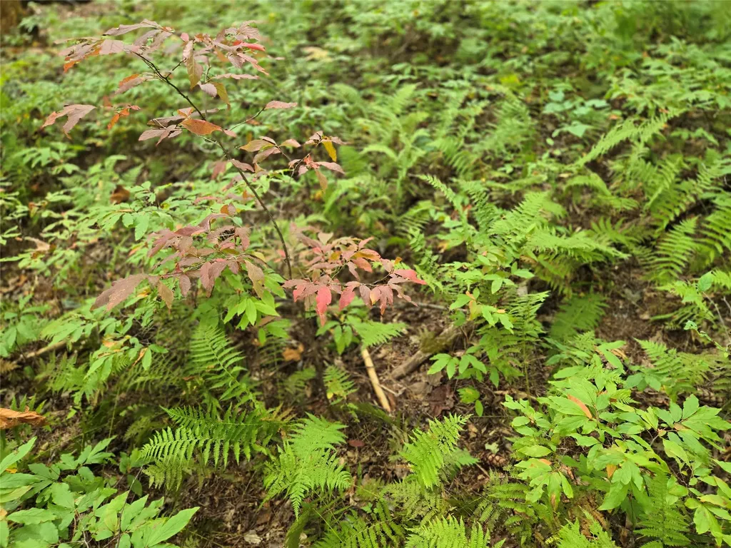 557 Country Club Estate Sapphire NC 28774