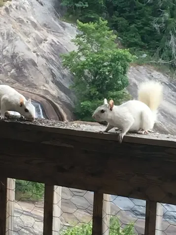 76 Upper Tanglewood Road Lake Toxaway NC 28747