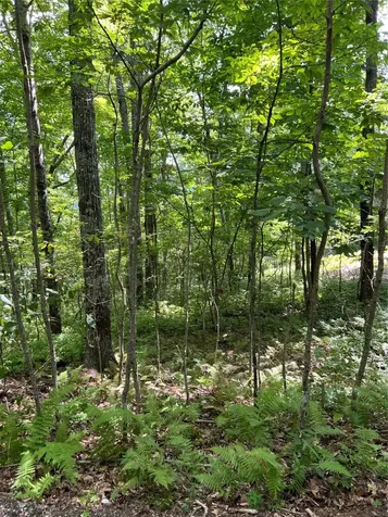 Lot 2 Frond Court Sapphire NC 28774