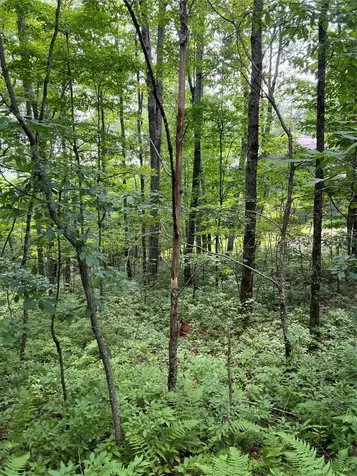 Lot 2 Frond Court Sapphire NC 28774