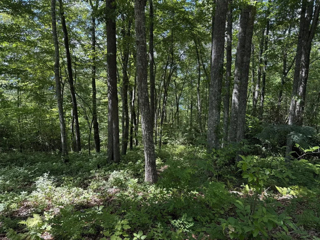 239 Cross Vine Drive Tuckasegee NC 28783