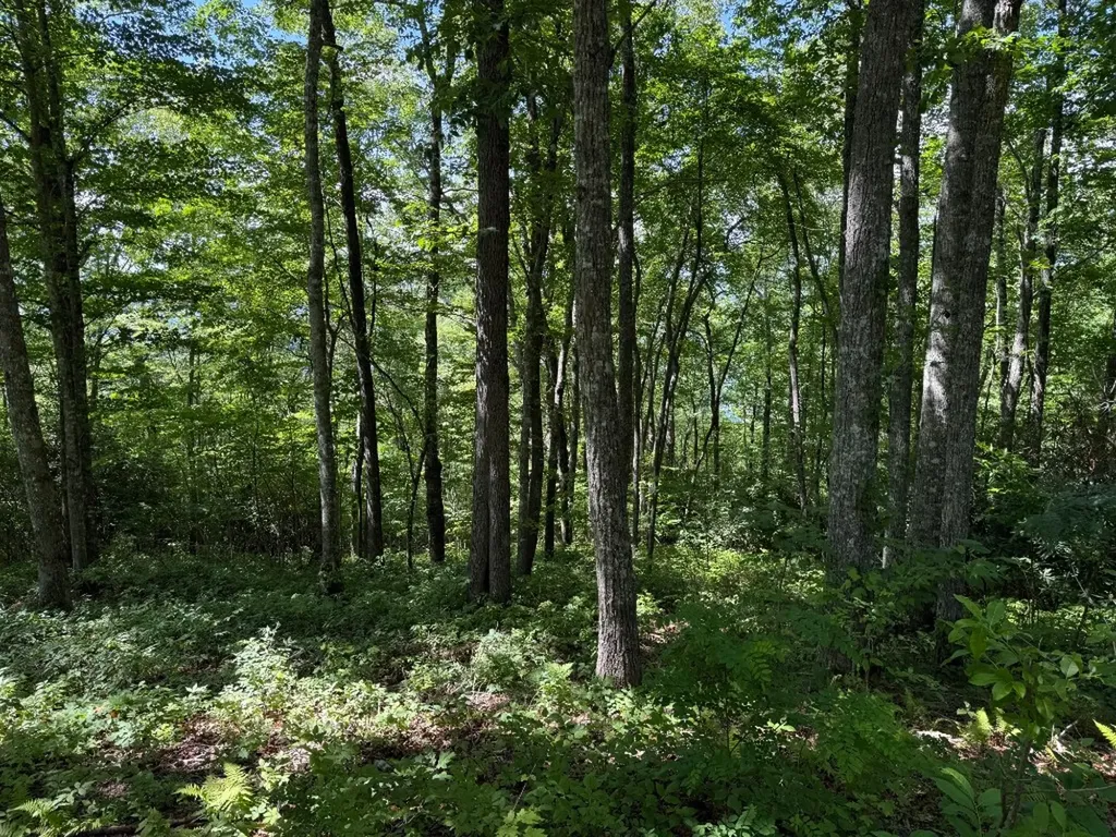 239 Cross Vine Drive Tuckasegee NC 28783