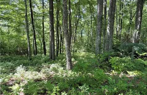 239 Cross Vine Drive Tuckasegee NC 28783