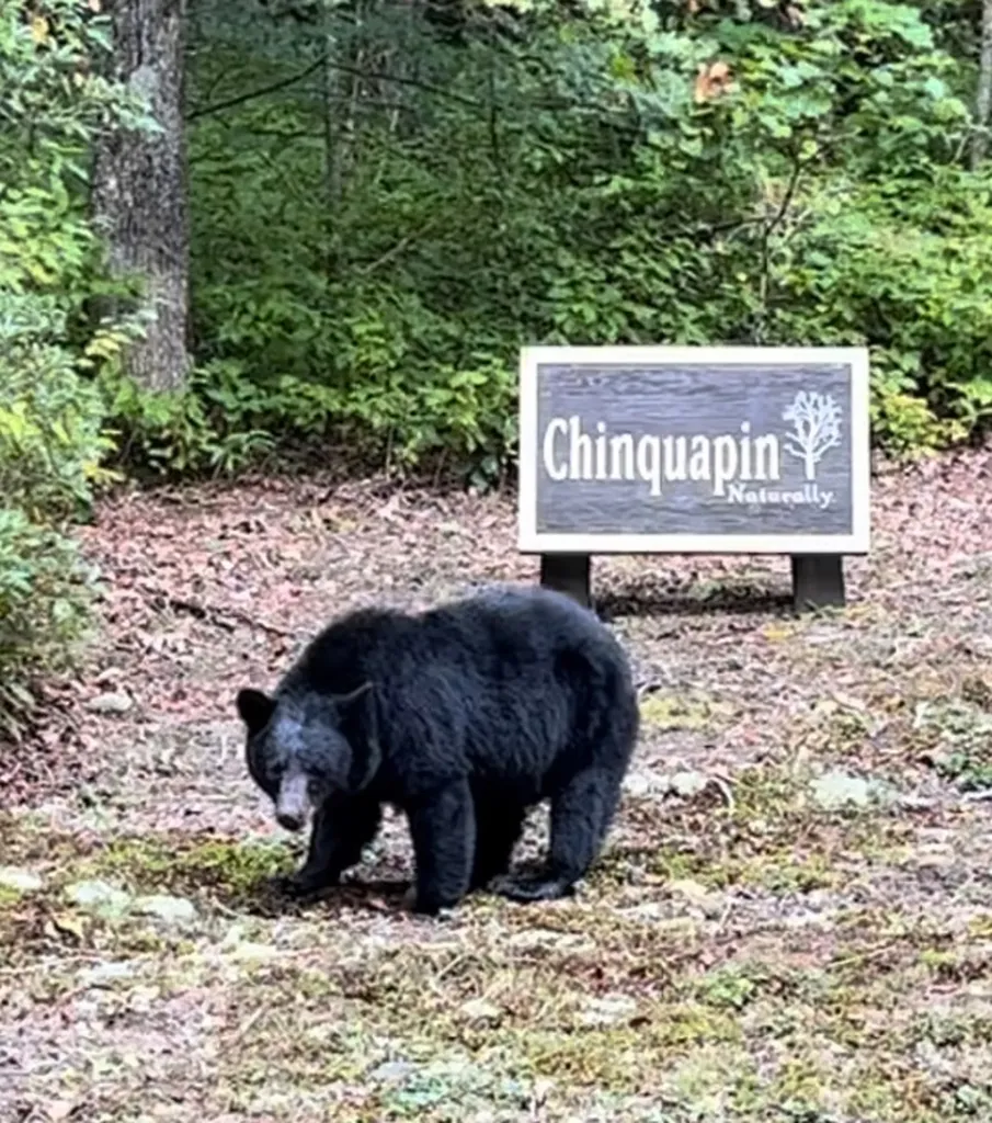 C25 Roaming Road Glenville NC 28736