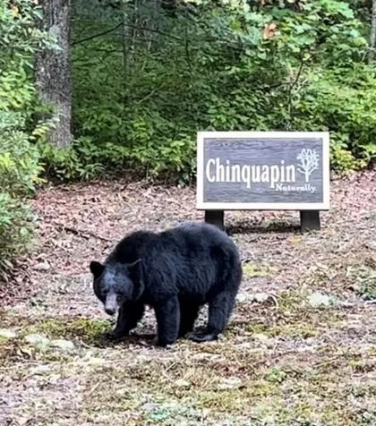 C25 Roaming Road Glenville NC 28736