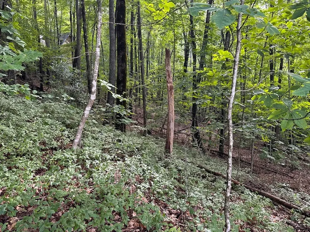 Lot 20 Rock Creek Court Sapphire NC 28774