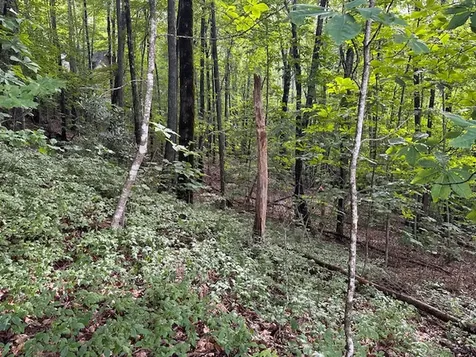 Lot 20 Rock Creek Court Sapphire NC 28774