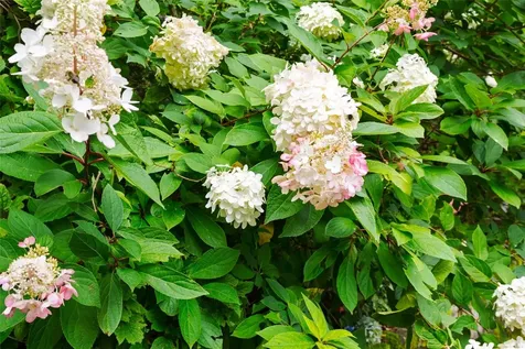 289 Lower Brushy Face Road Highlands NC 28741