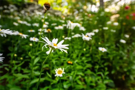 518 Country Club Drive Highlands NC 28741