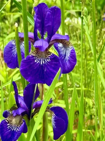 0 Mountain Harbor Club Glenville NC 28736