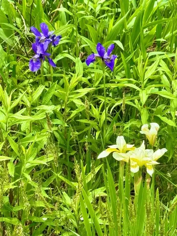 0 Mountain Harbor Club Glenville NC 28736