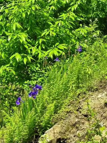 0 Mountain Harbor Club Glenville NC 28736