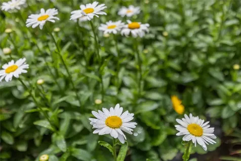 333 Round Hill Road Sapphire NC 28774