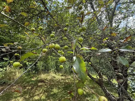 48 Upsy Daisy Lane Cullowhee NC 28723