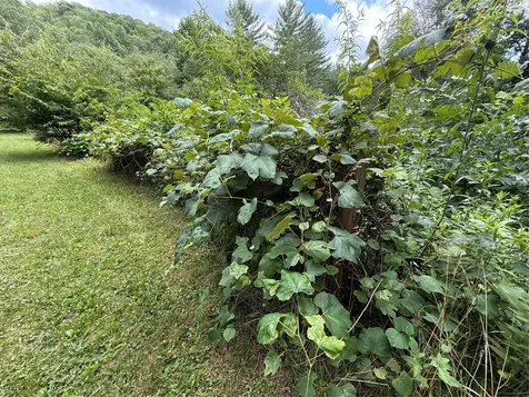 48 Upsy Daisy Lane Cullowhee NC 28723