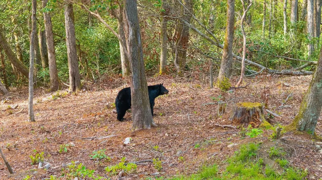 462 Bowery Road Highlands NC 28741