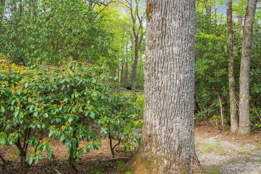 462 Bowery Road Highlands NC 28741