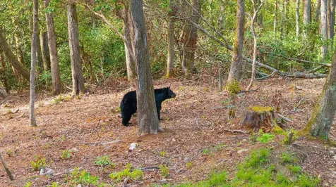 462 Bowery Road Highlands NC 28741