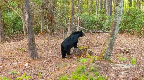 462 Bowery Road Highlands NC 28741