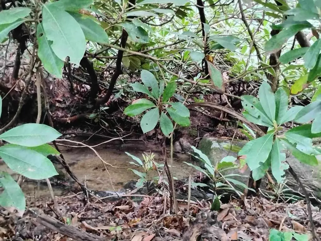 0 Highland Gap Scaly Mountain NC 28775
