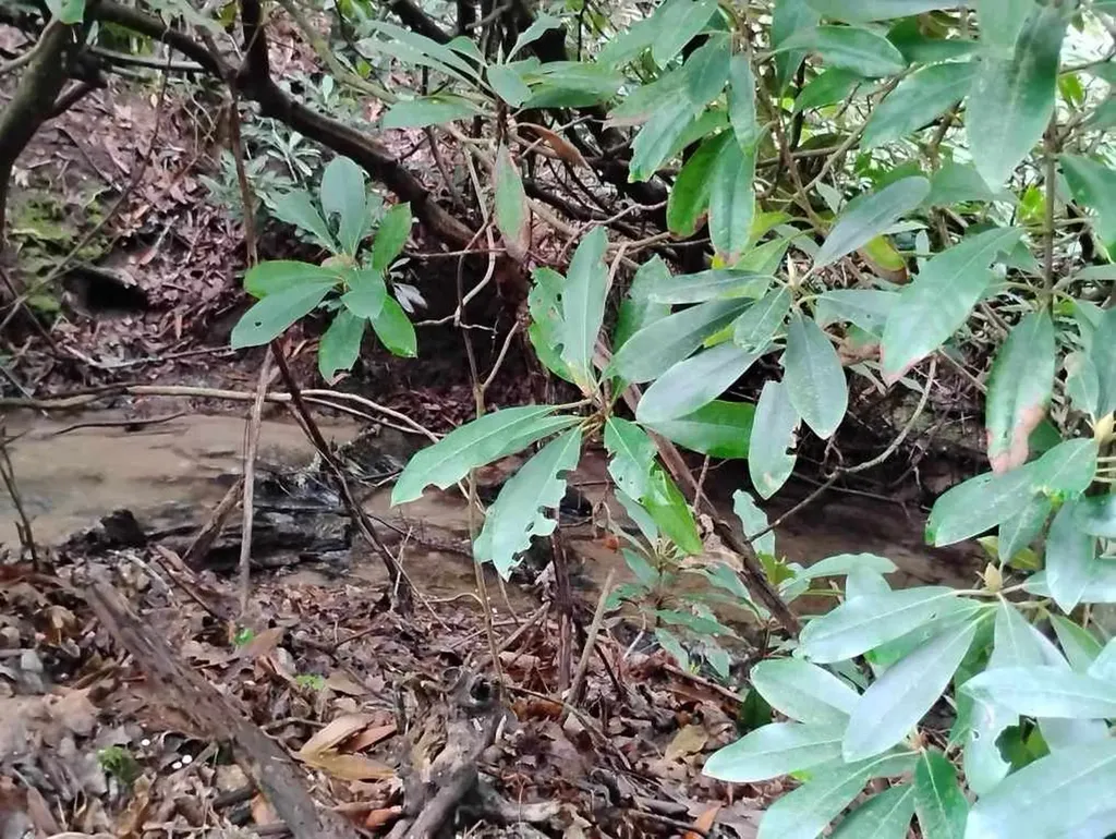0 Highland Gap Scaly Mountain NC 28775