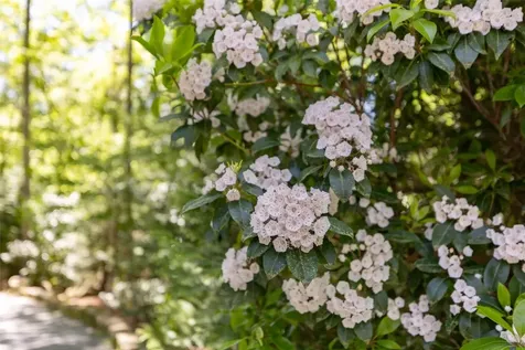 46 White Dogwood Court Sapphire NC 28774