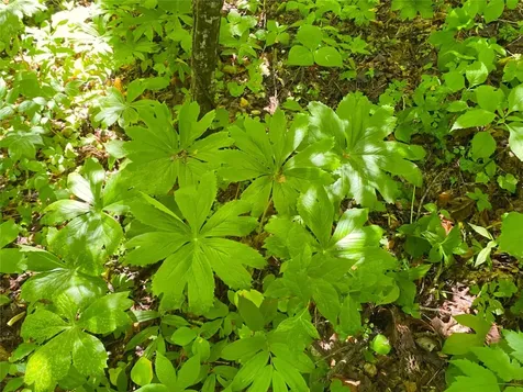 Tbd Charles Sondheimer Road Franklin NC 28734