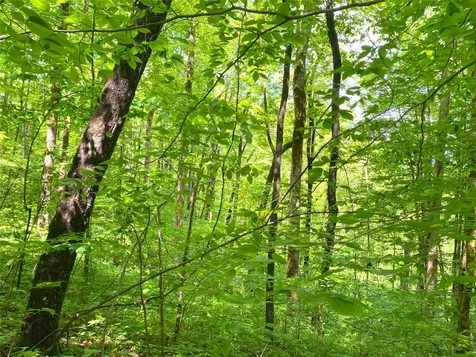 Tbd Charles Sondheimer Road Franklin NC 28734