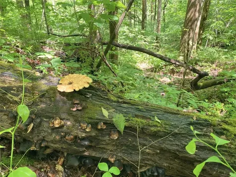 Tbd Charles Sondheimer Road Franklin NC 28734