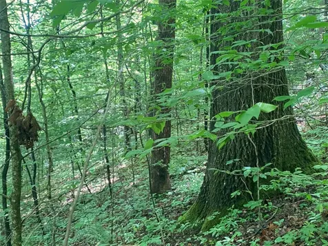 Tbd Charles Sondheimer Road Franklin NC 28734