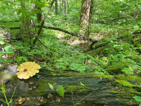 Tbd Charles Sondheimer Road Franklin NC 28734