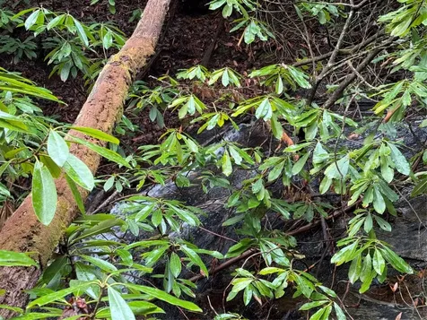 0 Robinson Creek Road Glenville NC 28736