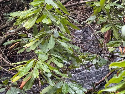 0 Robinson Creek Road Glenville NC 28736