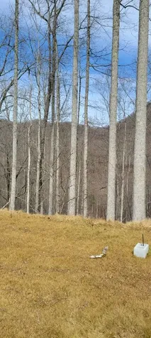 1778 Brasstown Road Cullowhee NC 28723