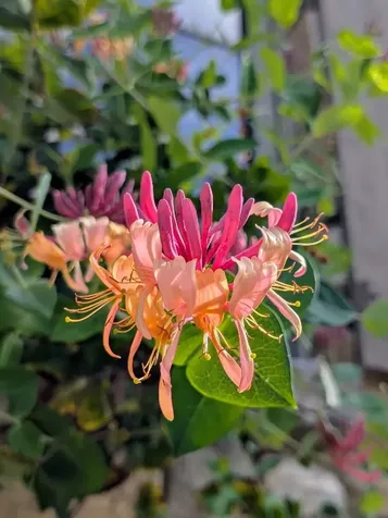 143 Foxglove Trail Glenville NC 28736