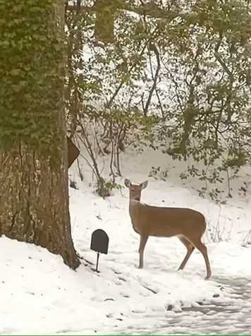 71 Peek And Peak Lane Scaly Mountain NC 28775