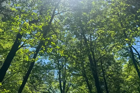 Tbd S Highway 107 Cashiers NC 28717