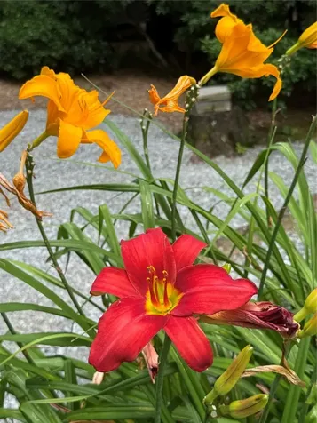 264 Jocassee Trail Sapphire NC 28774