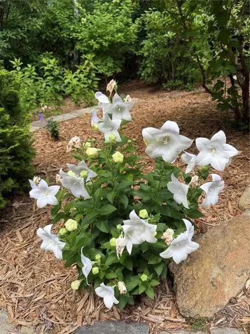 264 Jocassee Trail Sapphire NC 28774