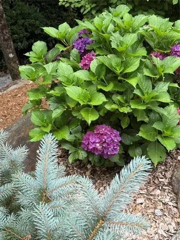 264 Jocassee Trail Sapphire NC 28774