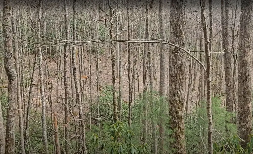 0 Falls Road Scaly Mountain NC 28775