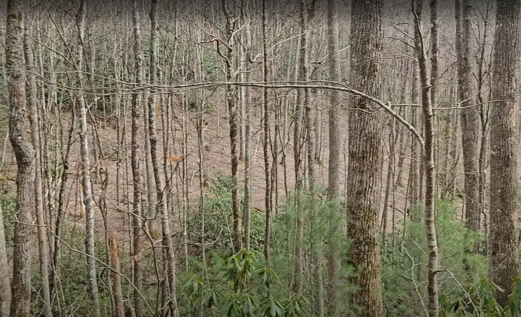 0 Falls Road Scaly Mountain NC 28775