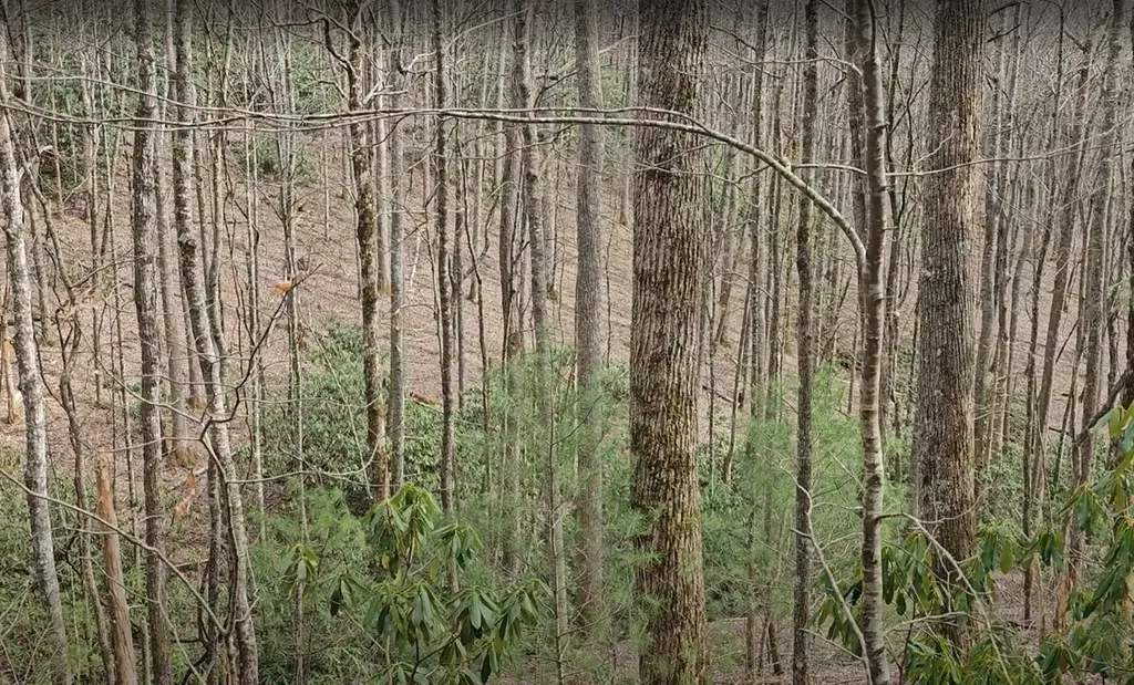 0 Falls Road Scaly Mountain NC 28775