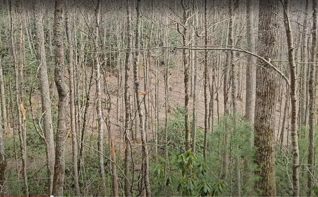 0 Falls Road Scaly Mountain NC 28775